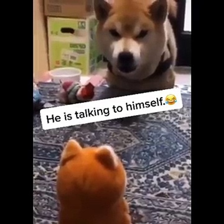 Funniest Animals  - Best Of The  Funny Animal Videos  - Cutest Animals Ever