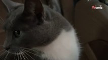 Ce chat s'aventure un peu trop loin de sa maison : il n'imaginait pas ce qui l'attendrait au bout du chemin (vidéo)