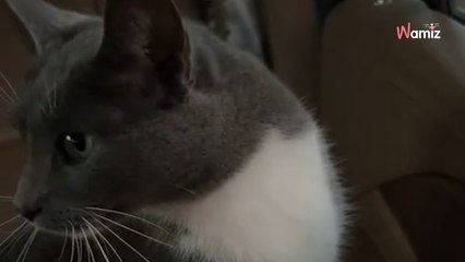 Ce chat s'aventure un peu trop loin de sa maison : il n'imaginait pas ce qui l'attendrait au bout du chemin (vidéo)