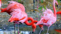 beautiful birds relaxation film with most beautiful colourful birds & relaxation music