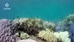 Grande Barreira de Corais da Austrália sofre processo de branqueamento em massa