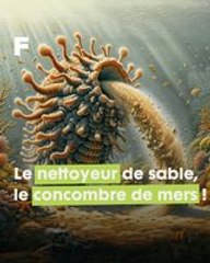 Le secret des concombres de mer : le nettoyeur des fonds marins !
