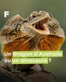 Le Dragon d'Australie : Découvrez le lézard à collerette !  (Chlamydosaurus kingii)