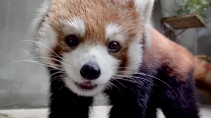 [서울] 서울대공원, '레서판다 삼총사' 영상 첫 공개 / YTN