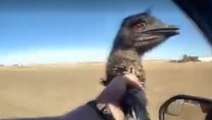 Escaped emu wrangled by sheriff’s deputy in Colorado