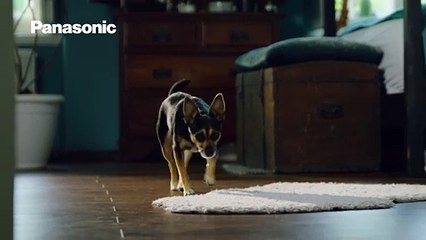 Fuente de agua para mascotas la solución para una rutina de hidratación saludable