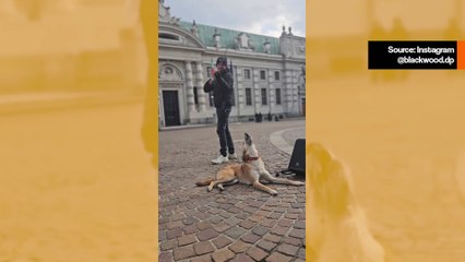 Hauska video: Dramaattinen koira ...