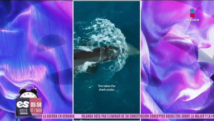 Orcas extraen el hígado a tiburones quirúrgicamente