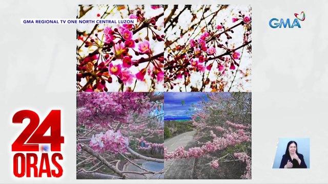 Mga punong kasing hitik ng cherry blossoms kung mamulaklak, maipagmamalaki ng Pilipinas | 24 Oras