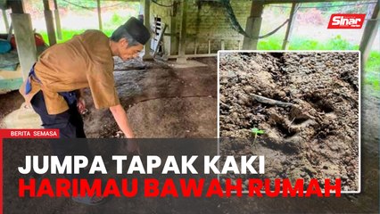 Tak lena tidur jumpa tapak kaki harimau bawah rumah