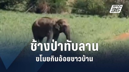 ช้างป่าทันลาน ขโมยอ้อยชาวบ้าน | PPTV Online