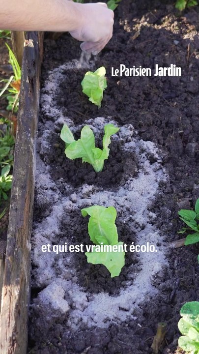 5 utilisations de la cendre de bois au jardin
