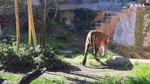 Bioparco di Roma, debutta la tigrotta Kala a rischio estinzione