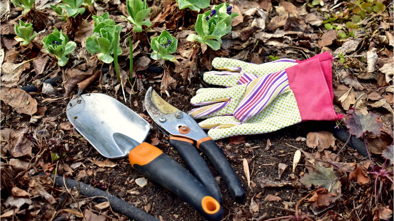 Das sind die sechs wichtigsten gartenarbeiten im märz