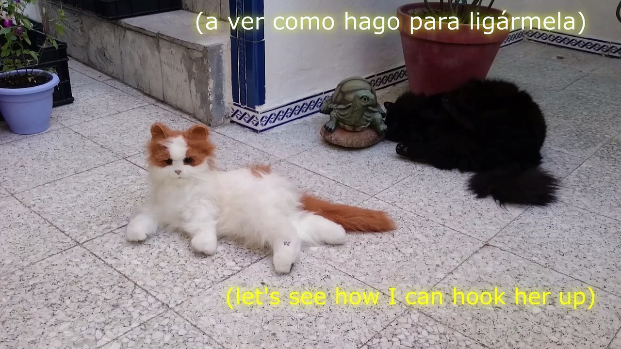 EXPERIMENTO GATUNO- EL CIENTIFICO ROMERO GATO, CAT,GAT, GATTO, CHAT, GOOGLE EXPERIMENTO GATO,