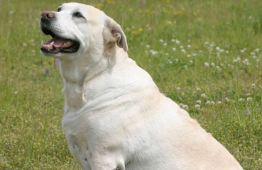 Labradors are genetically wired to be hungry
