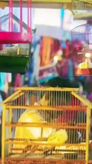 pinjara khubsurti ka short clip
