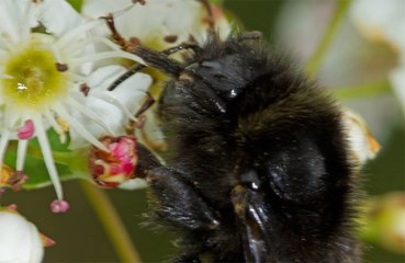 Bees learn complex tasks by watching each other