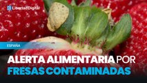 Alerta alimentaria por fresas contaminadas de hepatitis A