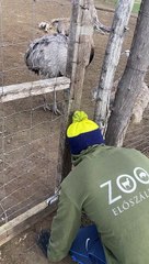 Rhea Steals Man's Hat
