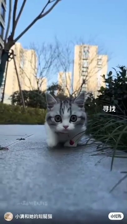 Kitten