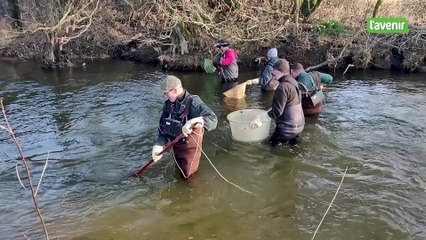 Une pêche électrique organisée un mois après la pollution à Marbehan