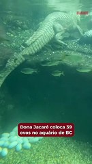 Dona Jacaré coloca 39 ovos no aquário de BC