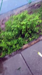 It's Raining Ice in Kenya