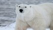 Altas temperaturas ponen en peligro a los animales del ártico