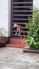 Beagle Puppy's Escape Attempt Fails