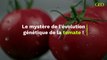 Ce mystère génétique qui entoure l'évolution de la tomate depuis 125 millions d’années enfin percé ?