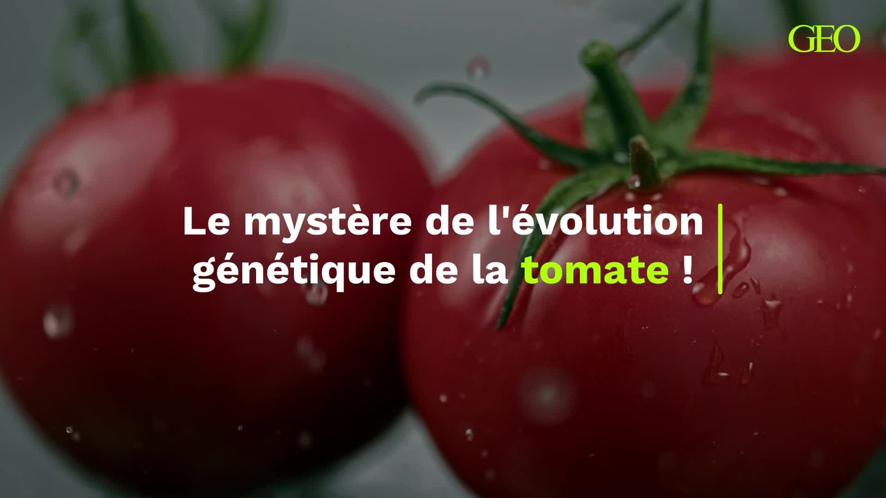 Ce mystère génétique qui entoure l'évolution de la tomate depuis 125 millions d’années enfin percé ?