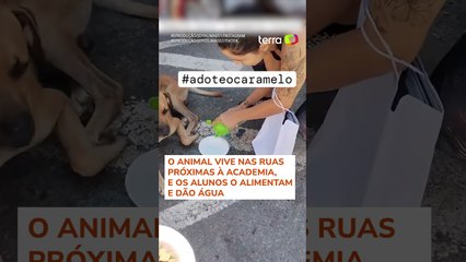 Cachorro viraliza ao 'invadir' e participar de aula de dança no Espírito Santo #shorts
