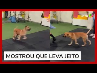 Cachorro viraliza ao 'invadir' e participar de aula de dança no Espírito Santo