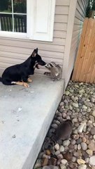 Small Dog and Raccoon Friend Are Reunited