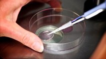 Alabama Governor Signs IVF Protection Bill