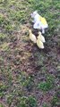 Ducklings Follow a Cute Dog in a Cute Outfit