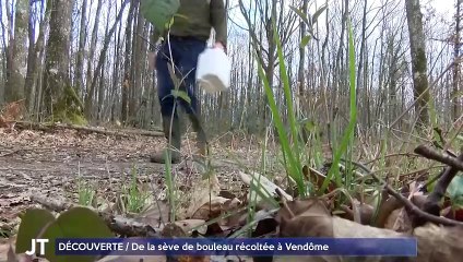 DÉCOUVERTE / De la sève de bouleau récoltée à Vendôme
