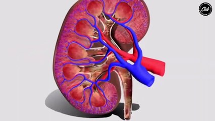 Toxic Creatine Side Effects REVEALED_ Is it Safe_