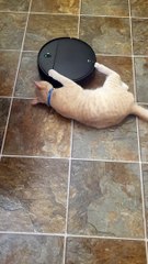 Cat Claws Control Robot Vacuum