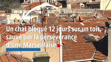 Un chat bloqué 12 jours sur un toit, sauvé par la persévérance d’une habitante de l’Estaque