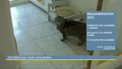 Pension pour Chats Montpellier Nimes
