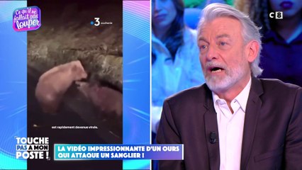 La vidéo impressionnante d'un ours qui attaque un sanglier