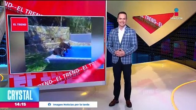 Osos se dan un chapuzón para refrescarse en Nuevo León