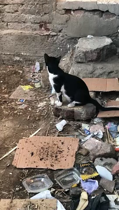 The cat woo ‍⬛