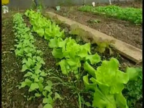 Des Tisanes bio pour protéger ses plantes