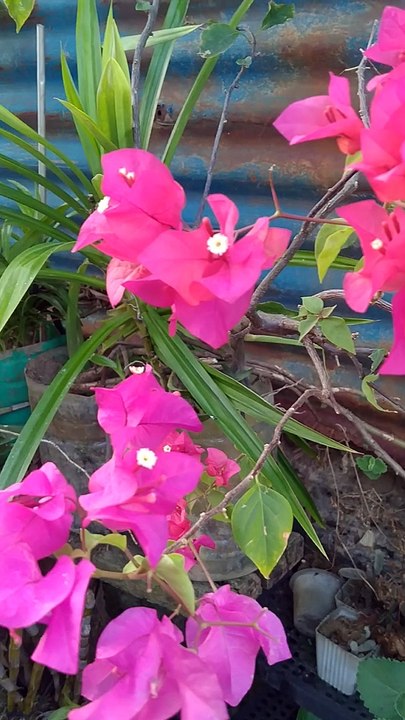 Good Morning Flowers