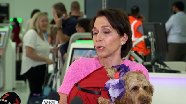 Virgin Australia announces small dogs and cats to be allowed in cabin on domestic flights