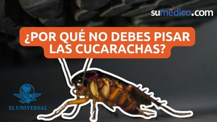 ¿Por qué no debes pisar las cucarachas?