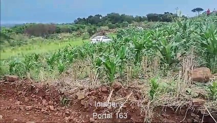 Homem é encontrado decapitado ao lado de plantação de milho em Capanema